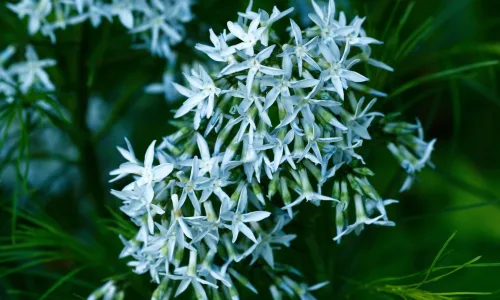 【12110】植物壁纸  2K 高清壁纸2560_1600@青蛙壁纸-笨猫小站