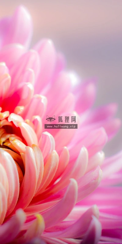 【12111】植物壁纸  2K 高清壁纸2560_1600@青蛙壁纸-笨猫小站