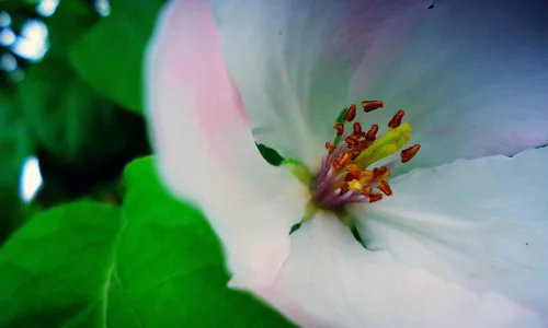 【12112】植物壁纸  2K 高清壁纸2560_1600@青蛙壁纸-笨猫小站