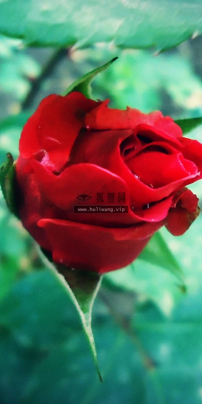 【12113】植物壁纸  2K 高清壁纸2560_1600@青蛙壁纸-笨猫小站