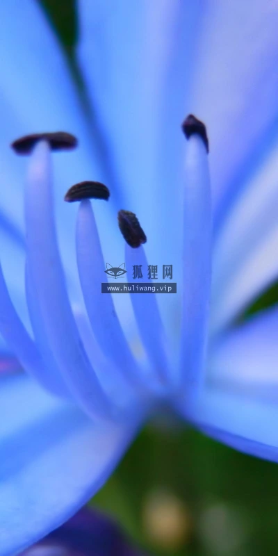 【12114】植物壁纸  2K 高清壁纸2560_1600@青蛙壁纸-笨猫小站