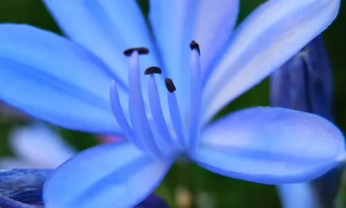 【12114】植物壁纸  2K 高清壁纸2560_1600@青蛙壁纸-笨猫小站