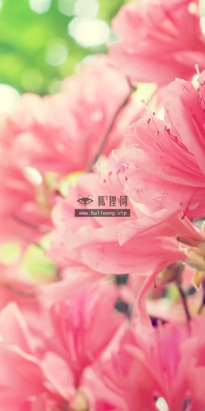 【12115】植物壁纸  2K 高清壁纸2560_1600@青蛙壁纸-笨猫小站