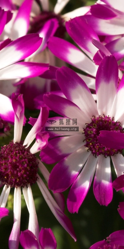【12117】植物壁纸  2K 高清壁纸2560_1600@青蛙壁纸-笨猫小站