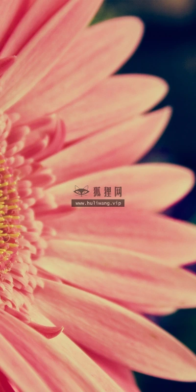【12118】植物壁纸  2K 高清壁纸2560_1600@青蛙壁纸-笨猫小站