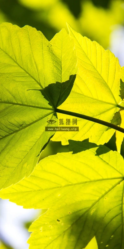 【12121】植物壁纸  2K 高清壁纸2560_1600@青蛙壁纸-笨猫小站