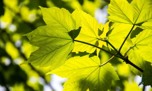 【12121】植物壁纸  2K 高清壁纸2560_1600@青蛙壁纸-笨猫小站