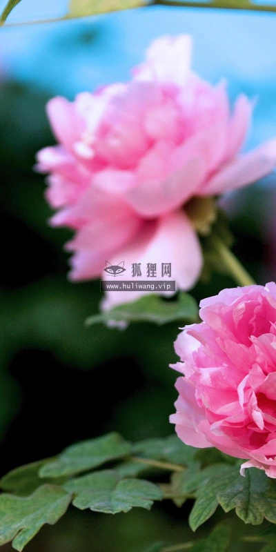 【12124】植物壁纸  2K 高清壁纸2560_1600@青蛙壁纸-笨猫小站