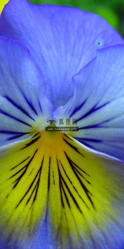 【12126】植物壁纸  2K 高清壁纸2560_1600@青蛙壁纸-笨猫小站