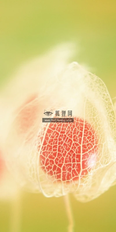 【12128】植物壁纸  2K 高清壁纸2560_1600@青蛙壁纸-笨猫小站