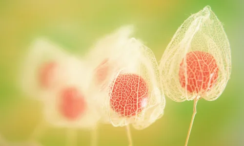 【12128】植物壁纸  2K 高清壁纸2560_1600@青蛙壁纸-笨猫小站