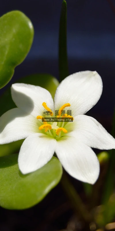 【12130】植物壁纸  2K 高清壁纸2560_1600@青蛙壁纸-笨猫小站