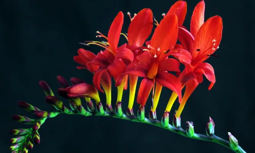 【12131】植物壁纸  2K 高清壁纸2560_1600@青蛙壁纸-笨猫小站