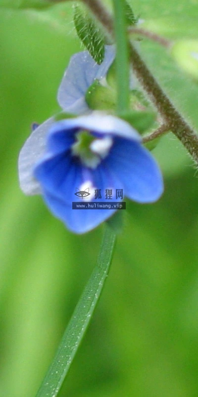 【12132】植物壁纸  2K 高清壁纸2560_1600@青蛙壁纸-笨猫小站