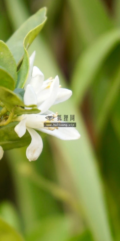 【12134】植物壁纸  2K 高清壁纸2560_1600@青蛙壁纸-笨猫小站