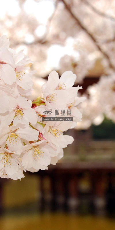 【12135】植物壁纸  2K 高清壁纸2560_1600@青蛙壁纸-笨猫小站