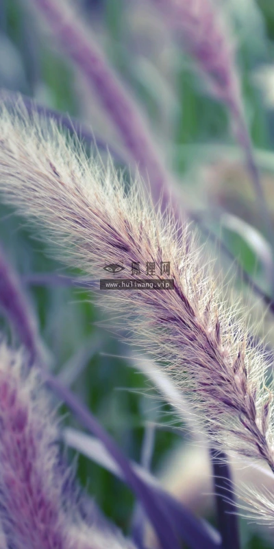 【12141】植物壁纸  2K 高清壁纸2560_1600@青蛙壁纸-笨猫小站