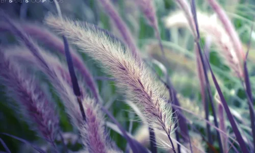 【12141】植物壁纸  2K 高清壁纸2560_1600@青蛙壁纸-笨猫小站