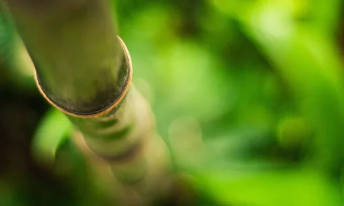 【12142】植物壁纸  2K 高清壁纸2560_1600@青蛙壁纸-笨猫小站