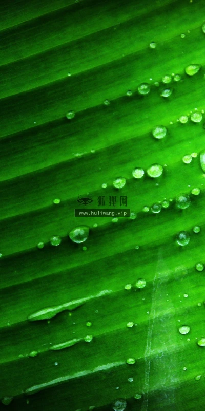 【12143】植物壁纸  2K 高清壁纸2560_1600@青蛙壁纸-笨猫小站