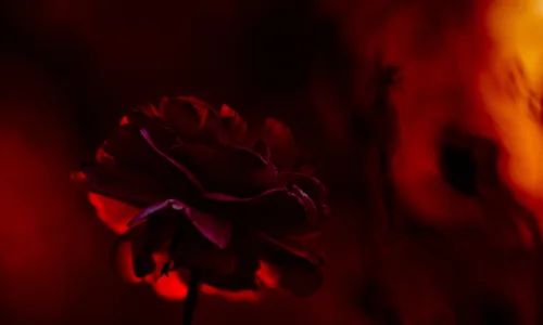 【12144】植物壁纸  2K 高清壁纸2560_1600@青蛙壁纸-笨猫小站