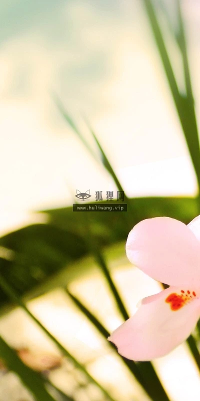 【12145】植物壁纸  2K 高清壁纸2560_1600@青蛙壁纸-笨猫小站