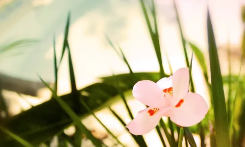 【12145】植物壁纸  2K 高清壁纸2560_1600@青蛙壁纸-笨猫小站