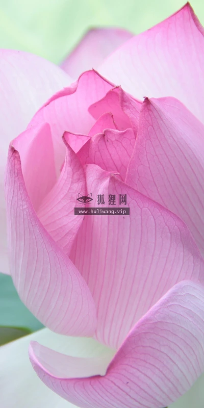 【12146】植物壁纸  2K 高清壁纸2560_1600@青蛙壁纸-笨猫小站