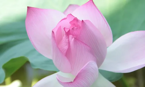 【12146】植物壁纸  2K 高清壁纸2560_1600@青蛙壁纸-笨猫小站