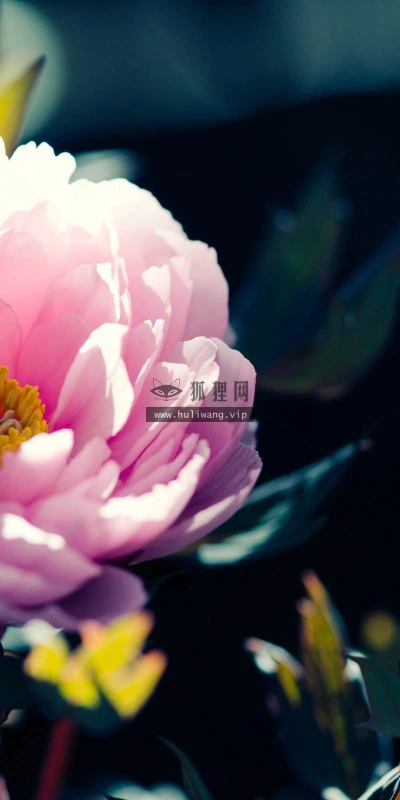 【12147】植物壁纸  2K 高清壁纸2560_1600@青蛙壁纸-笨猫小站