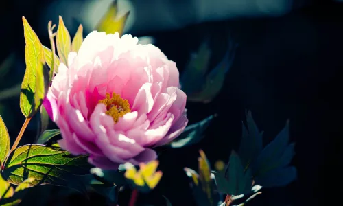 【12147】植物壁纸  2K 高清壁纸2560_1600@青蛙壁纸-笨猫小站