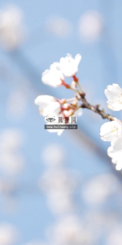【12148】植物壁纸  2K 高清壁纸2560_1600@青蛙壁纸-笨猫小站