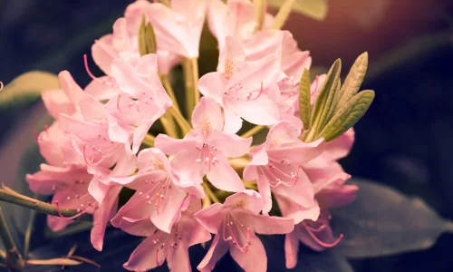 【12153】植物壁纸  2K 高清壁纸2560_1600@青蛙壁纸-笨猫小站