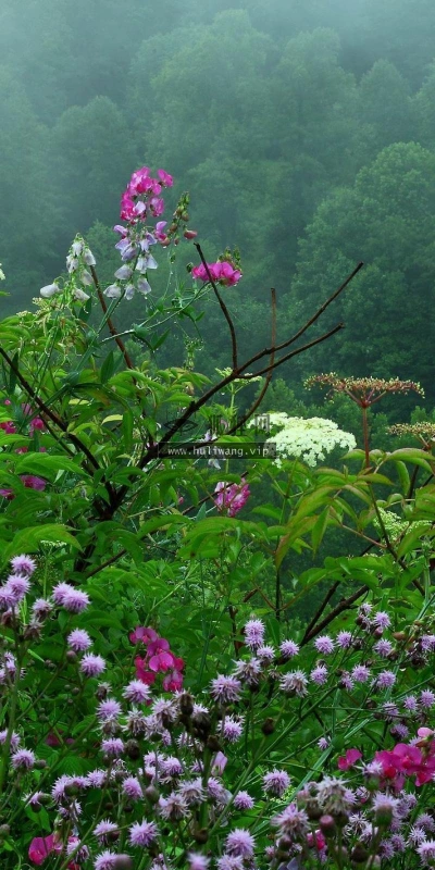 【12154】植物壁纸  2K 高清壁纸2560_1600@青蛙壁纸-笨猫小站