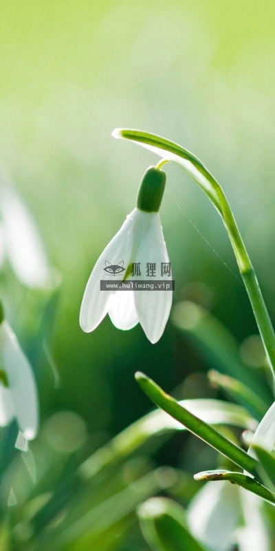 【12157】植物壁纸  2K 高清壁纸2560_1600@青蛙壁纸-笨猫小站