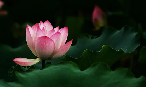 【12159】植物壁纸  2K 高清壁纸2560_1600@青蛙壁纸-笨猫小站