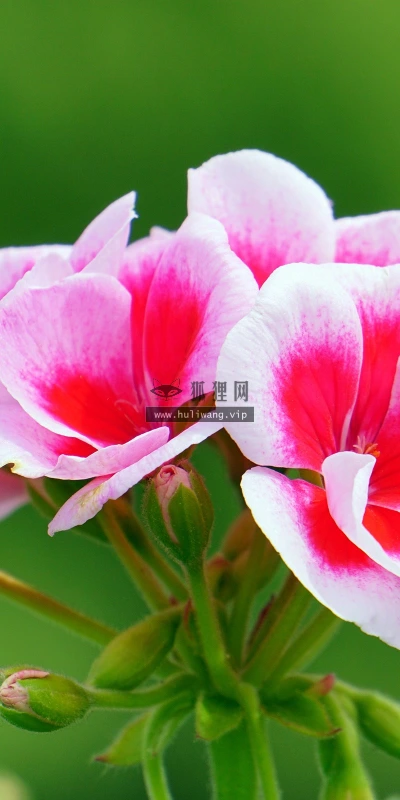 【12162】植物壁纸  2K 高清壁纸2560_1600@青蛙壁纸-笨猫小站