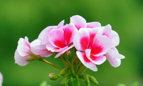 【12162】植物壁纸  2K 高清壁纸2560_1600@青蛙壁纸-笨猫小站