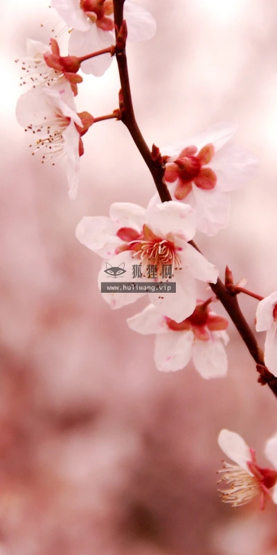 【12163】植物壁纸  2K 高清壁纸2560_1600@青蛙壁纸-笨猫小站