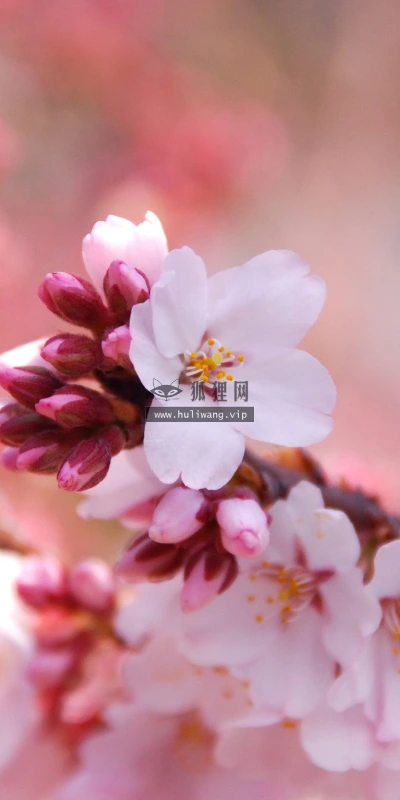 【12164】植物壁纸  2K 高清壁纸2560_1600@青蛙壁纸-笨猫小站