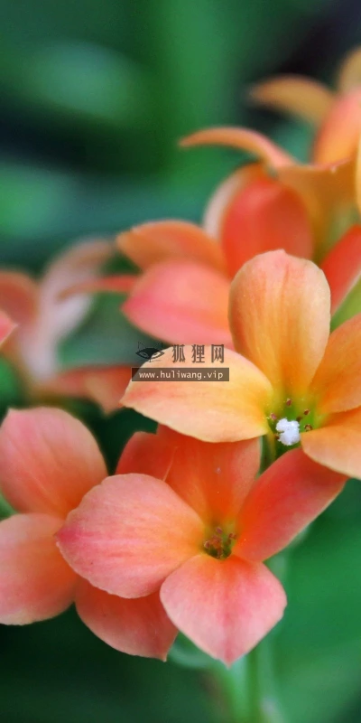 【12166】植物壁纸  2K 高清壁纸2560_1600@青蛙壁纸-笨猫小站