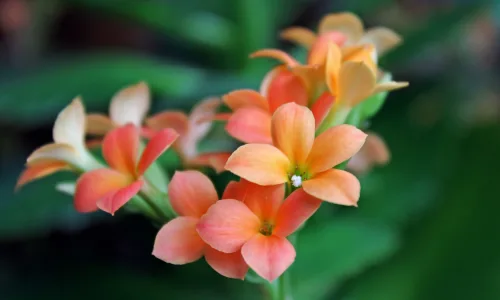 【12166】植物壁纸  2K 高清壁纸2560_1600@青蛙壁纸-笨猫小站