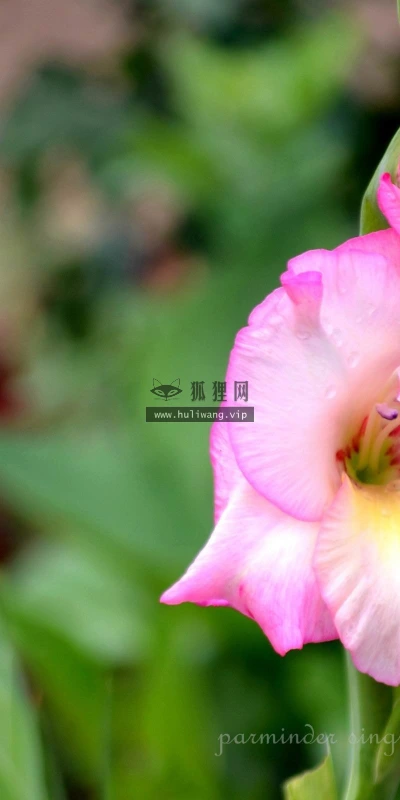 【12168】植物壁纸  2K 高清壁纸2560_1600@青蛙壁纸-笨猫小站