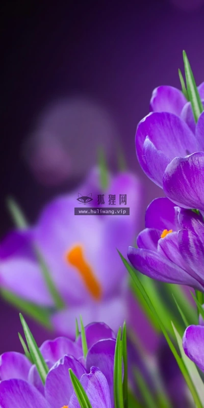 【12171】植物壁纸  2K 高清壁纸2560_1600@青蛙壁纸-笨猫小站