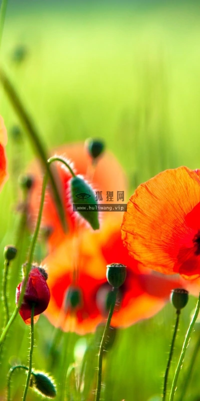 【12173】植物壁纸  2K 高清壁纸2560_1600@青蛙壁纸-笨猫小站