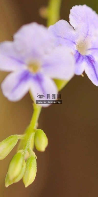 【12174】植物壁纸  2K 高清壁纸2560_1600@青蛙壁纸-笨猫小站