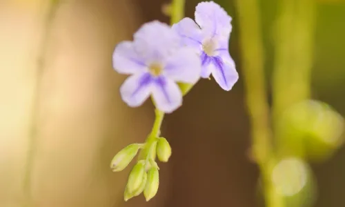 【12174】植物壁纸  2K 高清壁纸2560_1600@青蛙壁纸-笨猫小站