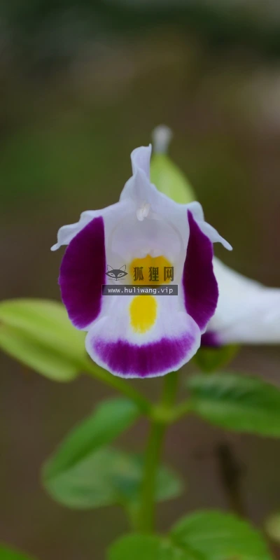 【12176】植物壁纸  2K 高清壁纸2560_1600@青蛙壁纸-笨猫小站