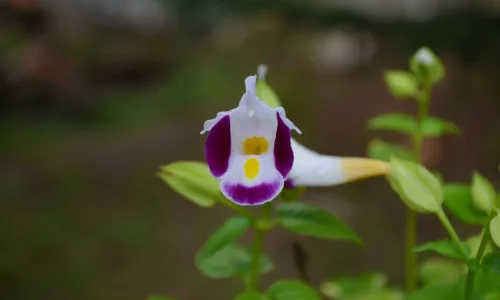 【12176】植物壁纸  2K 高清壁纸2560_1600@青蛙壁纸-笨猫小站