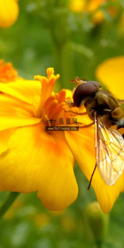 【12178】植物壁纸  2K 高清壁纸2560_1600@青蛙壁纸-笨猫小站